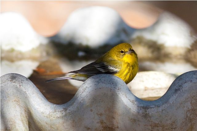 Pine Warbler
