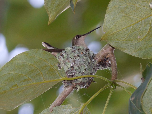 Ruby-throated Hummingbird