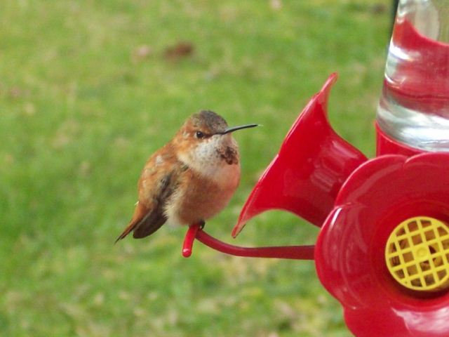Rufous Hummingbird