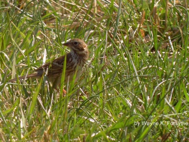 Vesper Sparrow