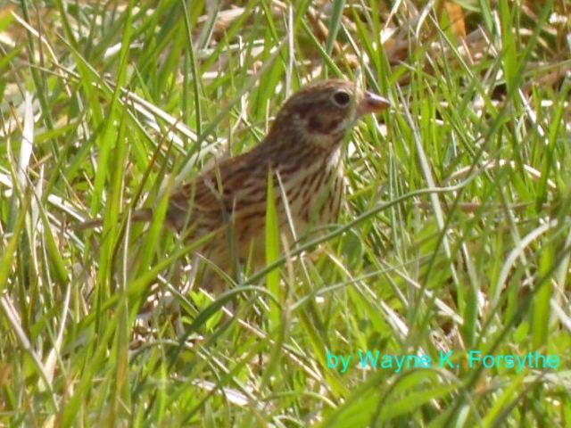 Vesper Sparrow