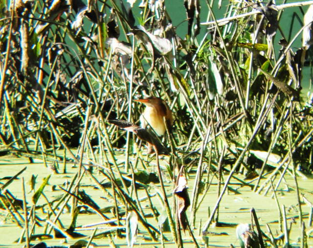 Least Bittern Least Bittern