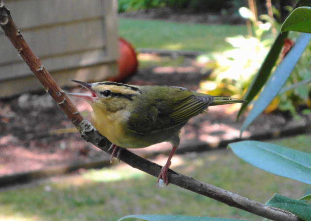 Worm-eating Warbler