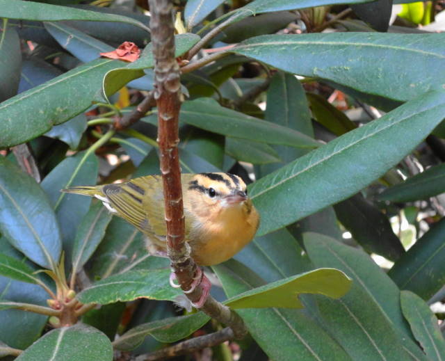 Worm-eating Warbler