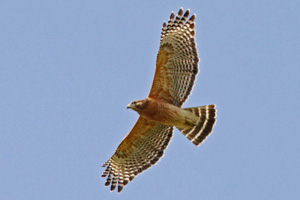 Adult Red-shouldered Hawk