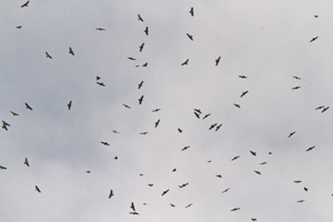 Flock of Broad-winged Hawks