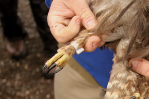  Rough-legged Hawk showing feathered tarsus