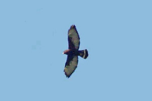 dark morph Broad-winged Hawk