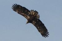 Third Cycle Bald Eagle
