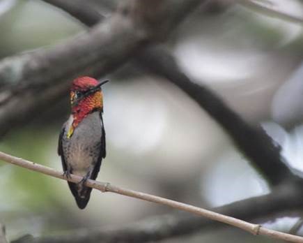 Bee Hummingbird