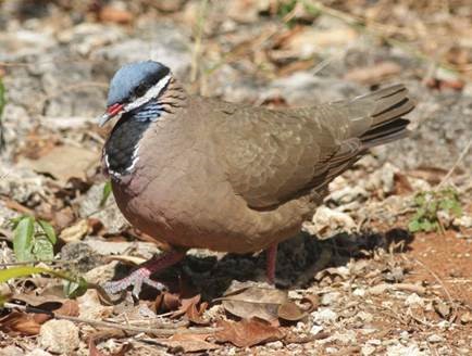 Blue-headed Quail-Dove