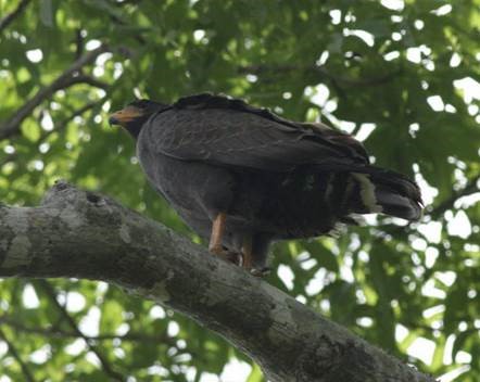 Cuban Black Hawk