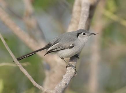 Cuban Gnatcatcher