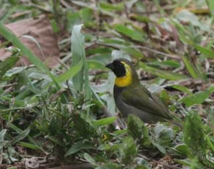 Cuban Grassquit