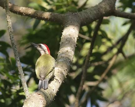 Cuban Green Woodpecker