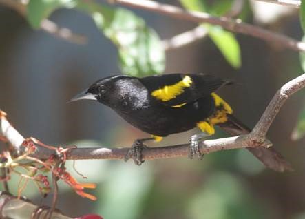 Cuban Oriole