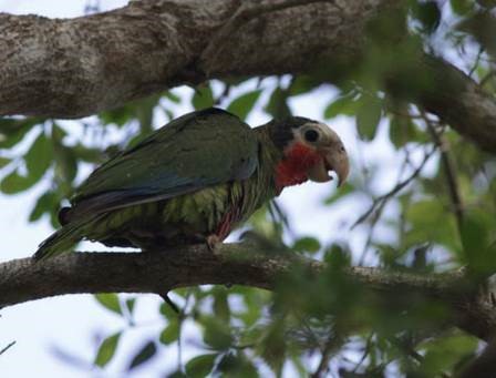 Cuban Parrot