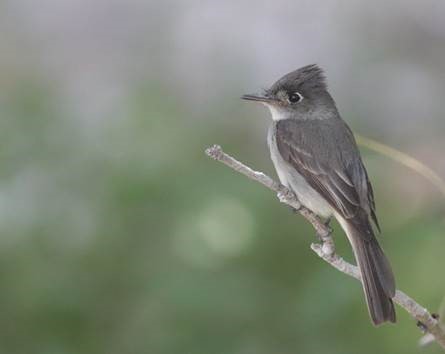 Cuban Pewee