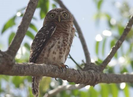 Cuban Pygmy-Owl