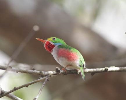 Cuban Tody