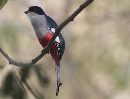 Cuban Trogon