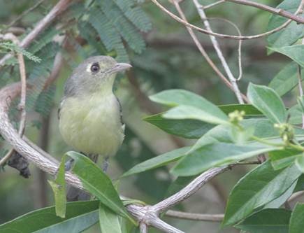 Cuban Vireo