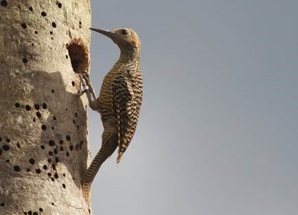 Fernandina's Flicker