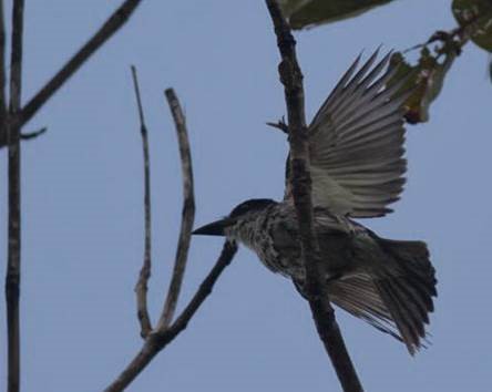 Giant Kingbird (poor lighting)