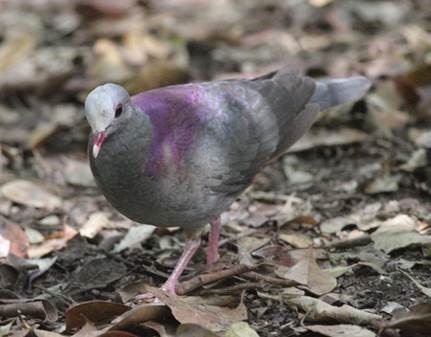 Gray-fronted Quail-Dove