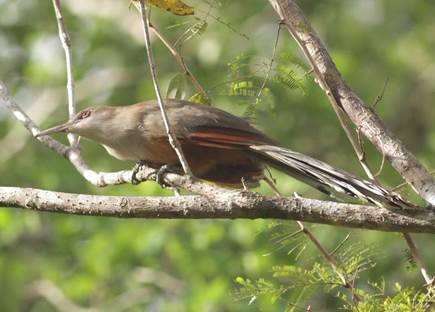 Great Lizard Cuckoo