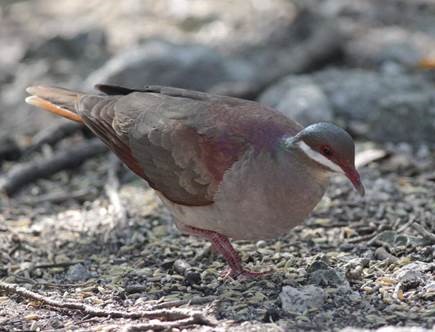 Key West Quail-Dove