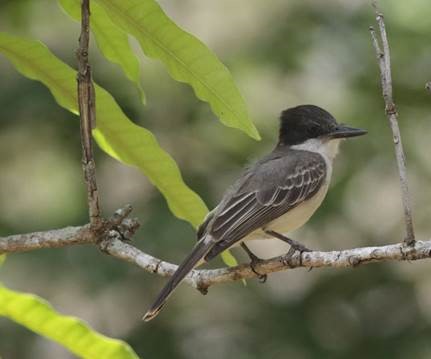 Loggerhead Kingbird