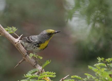 Olive-capped Warbler