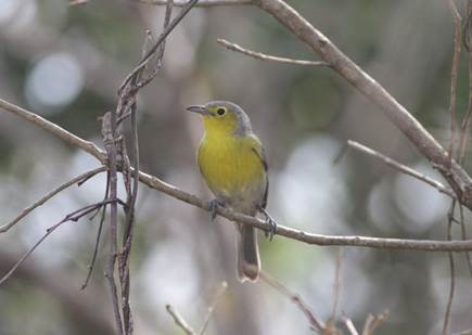 Oriente Warbler