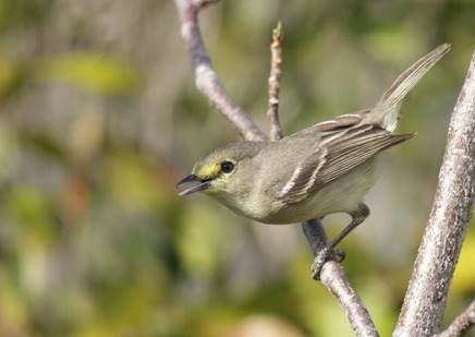 Thick-billed Vireo