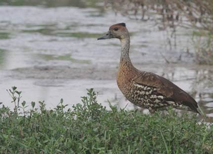 West Indian Whistling-Duck