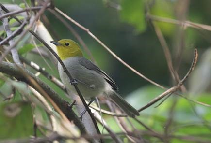 Yellow-headed Warbler