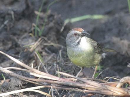 Zapata Sparrow