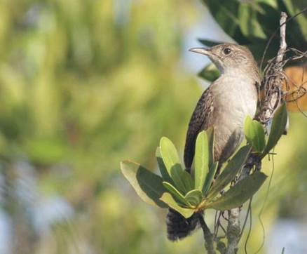 Zapata Wren