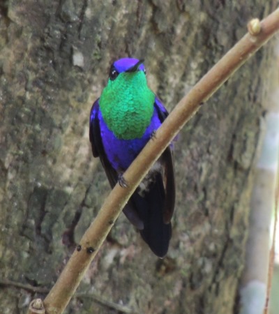 Crowned Woodnymph