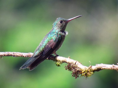 Female Scaly-breasted Hummingbird