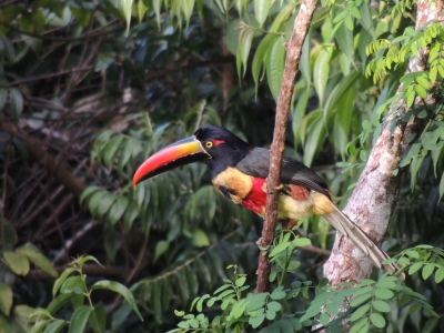 Fiery-billed Aracari