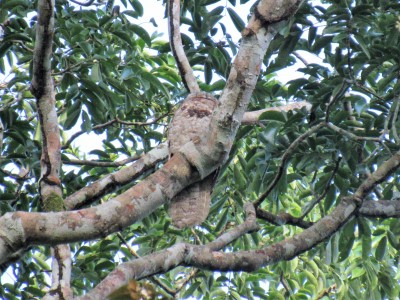 Great Potoo