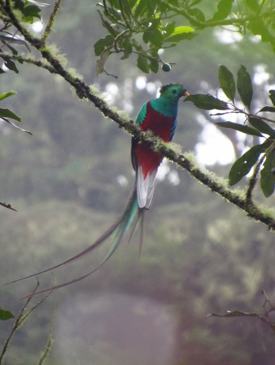 Quetzal with streamers