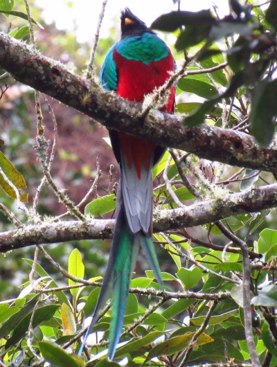 Quetzal