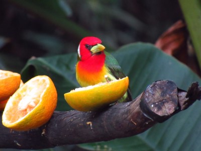 Red headed Barbet