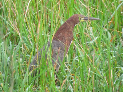 Rufescent Tiger Heron