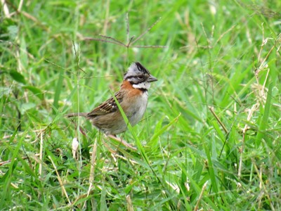 Rufous-collared Sparrow