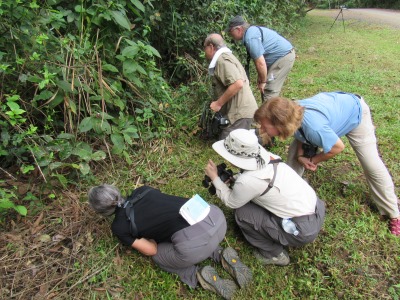 Searching for an Antbird