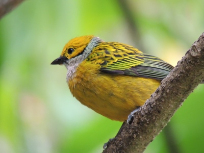 Silver-throated Tanager